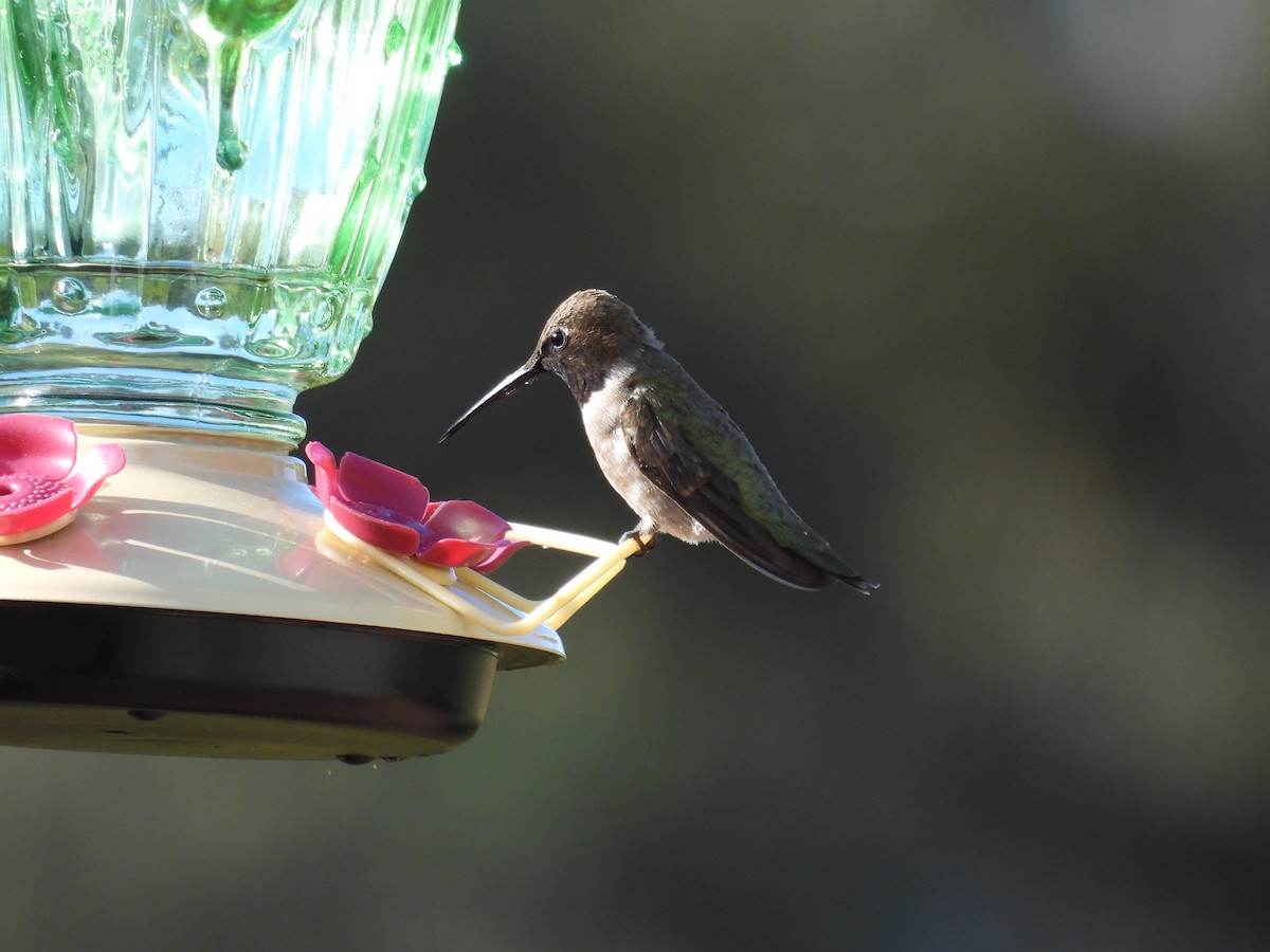 Black-chinned Hummingbird - ML619709705