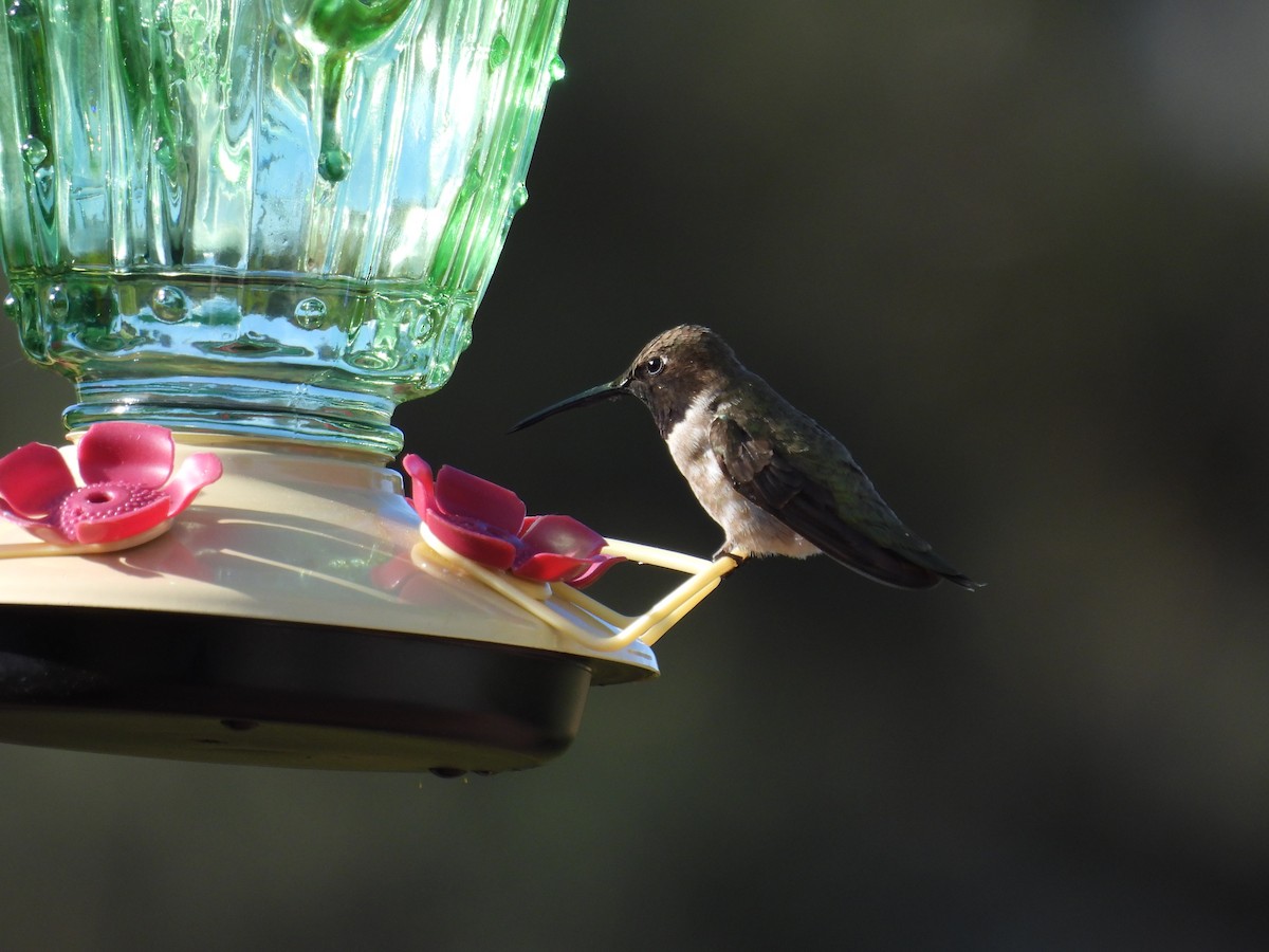 Black-chinned Hummingbird - ML619709706