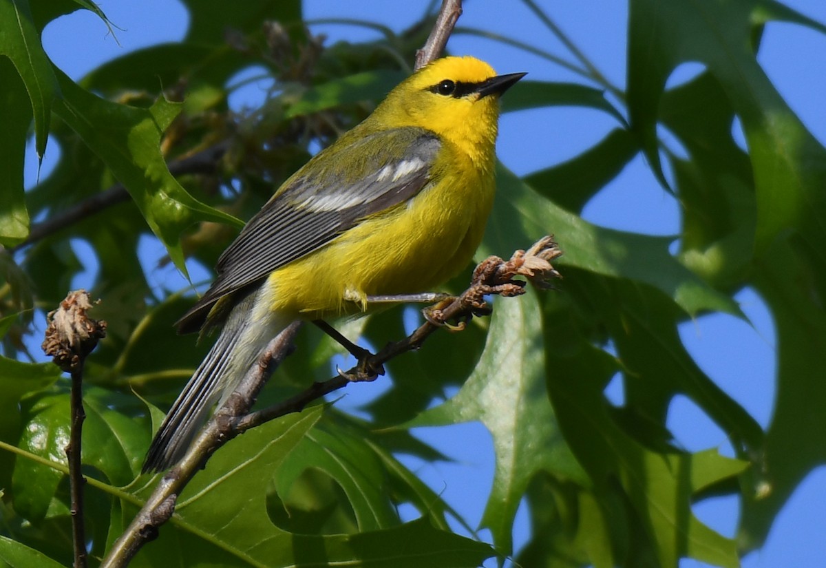 Blue-winged Warbler - ML619709718