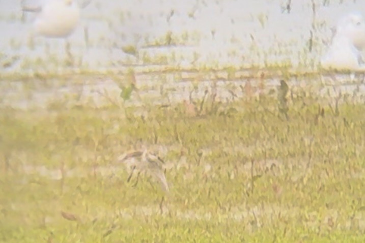 Western Sandpiper - ML619709729