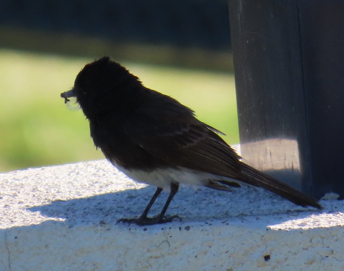 Black Phoebe - ML619709760