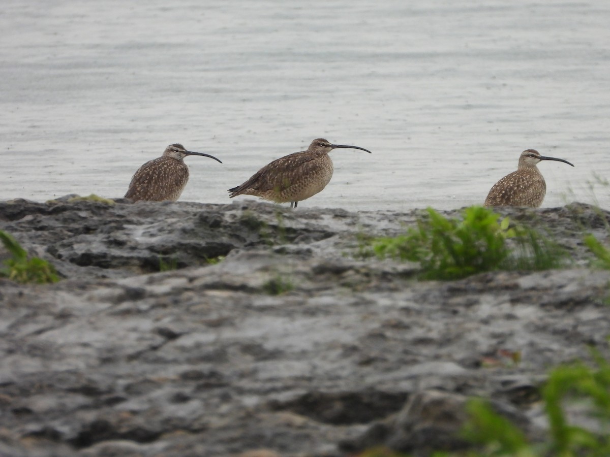 Whimbrel - Marcie  Jacklin