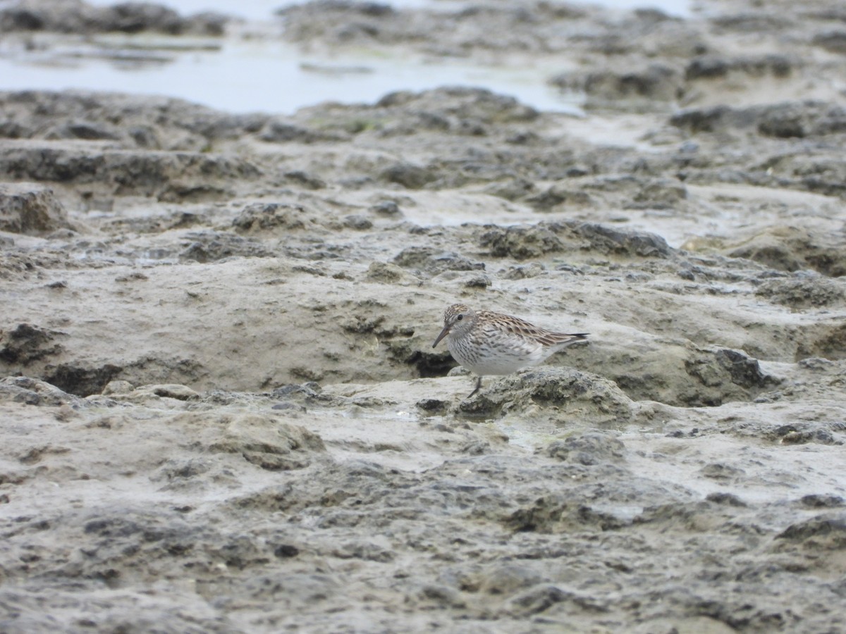 White-rumped Sandpiper - ML619709779