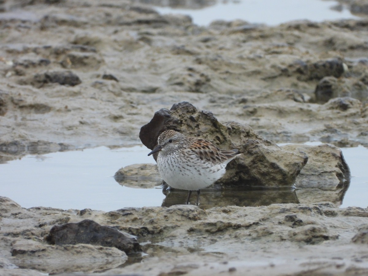 White-rumped Sandpiper - ML619709780