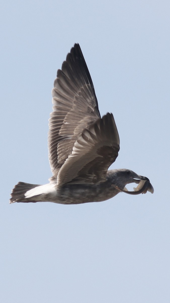 Gaviota Occidental - ML619709781