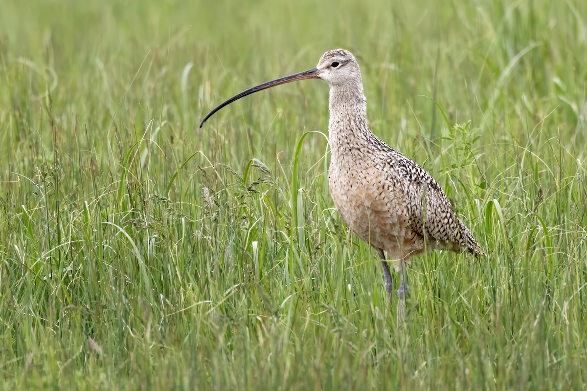 Long-billed Curlew - ML619709782
