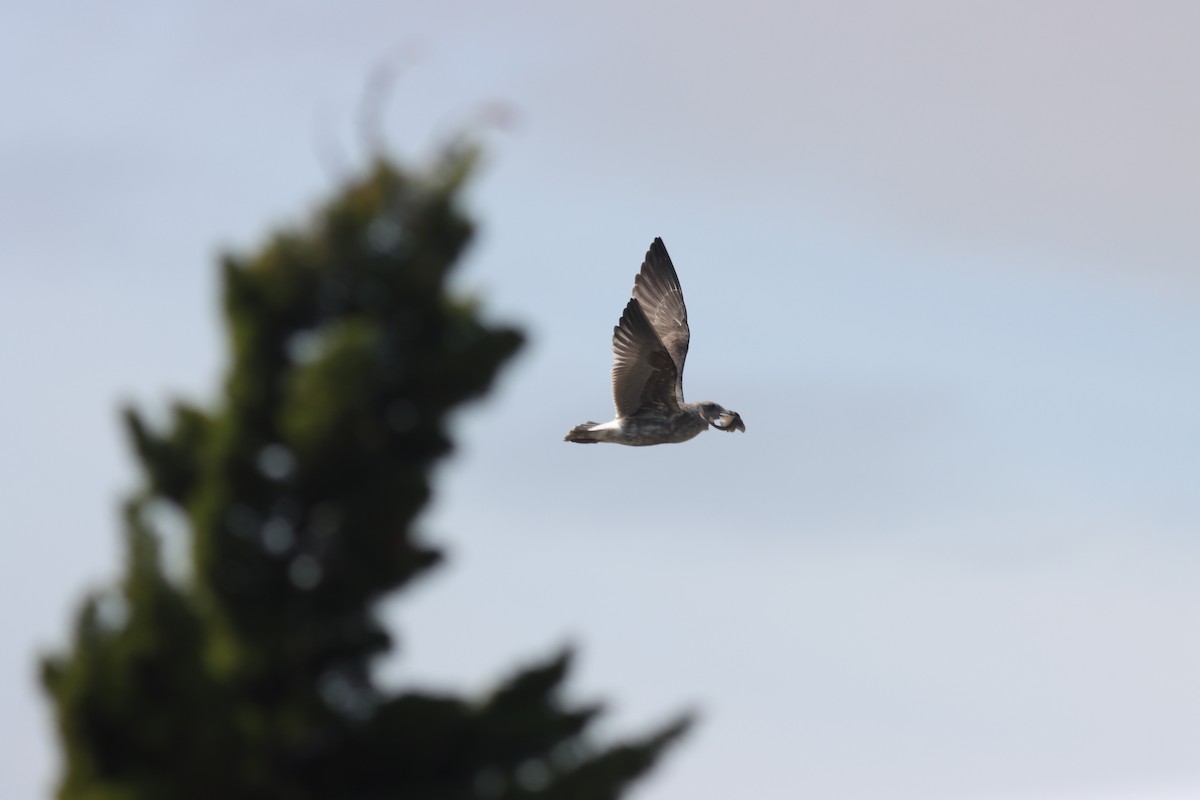 Western Gull - ML619709785