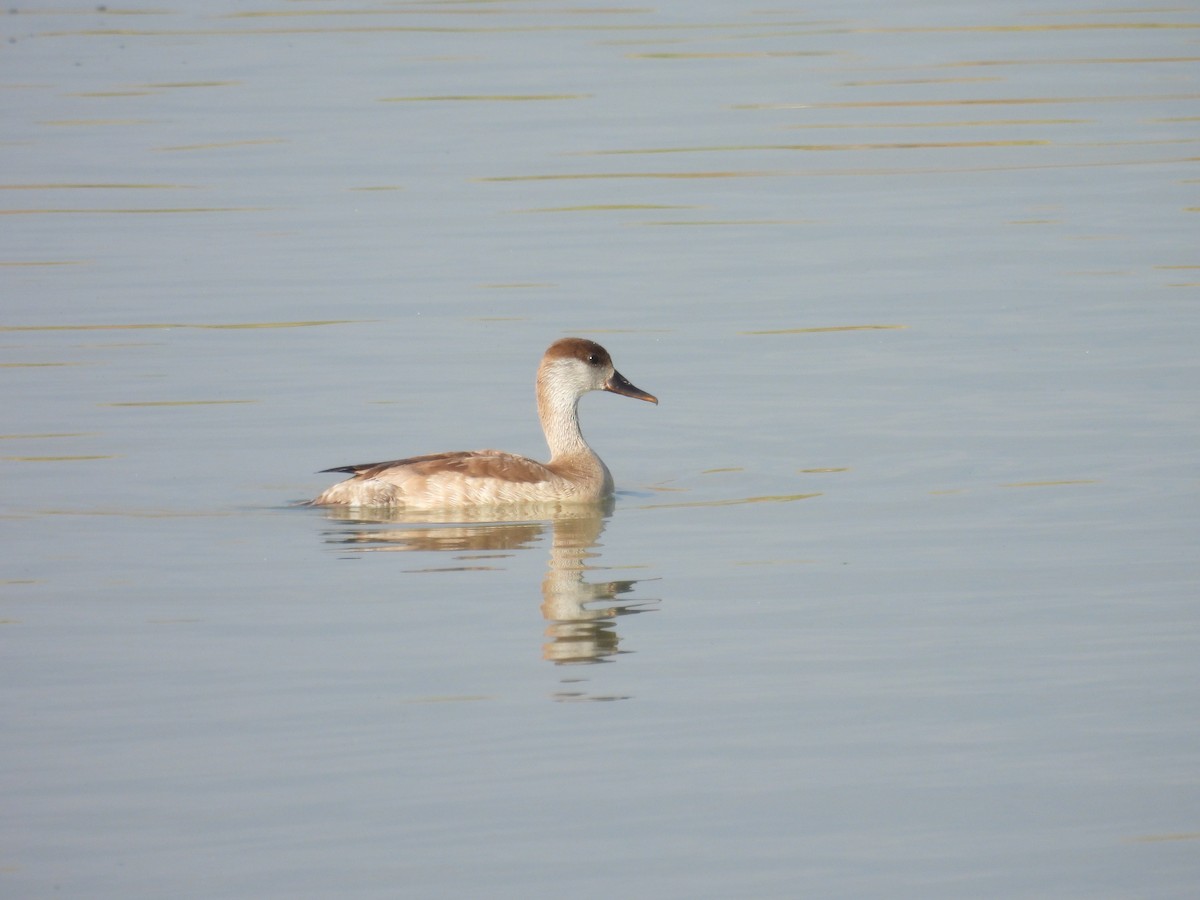 Red-crested Pochard - ML619709788