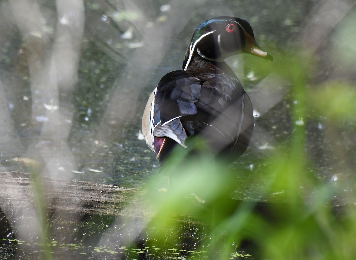 Wood Duck - ML619709791