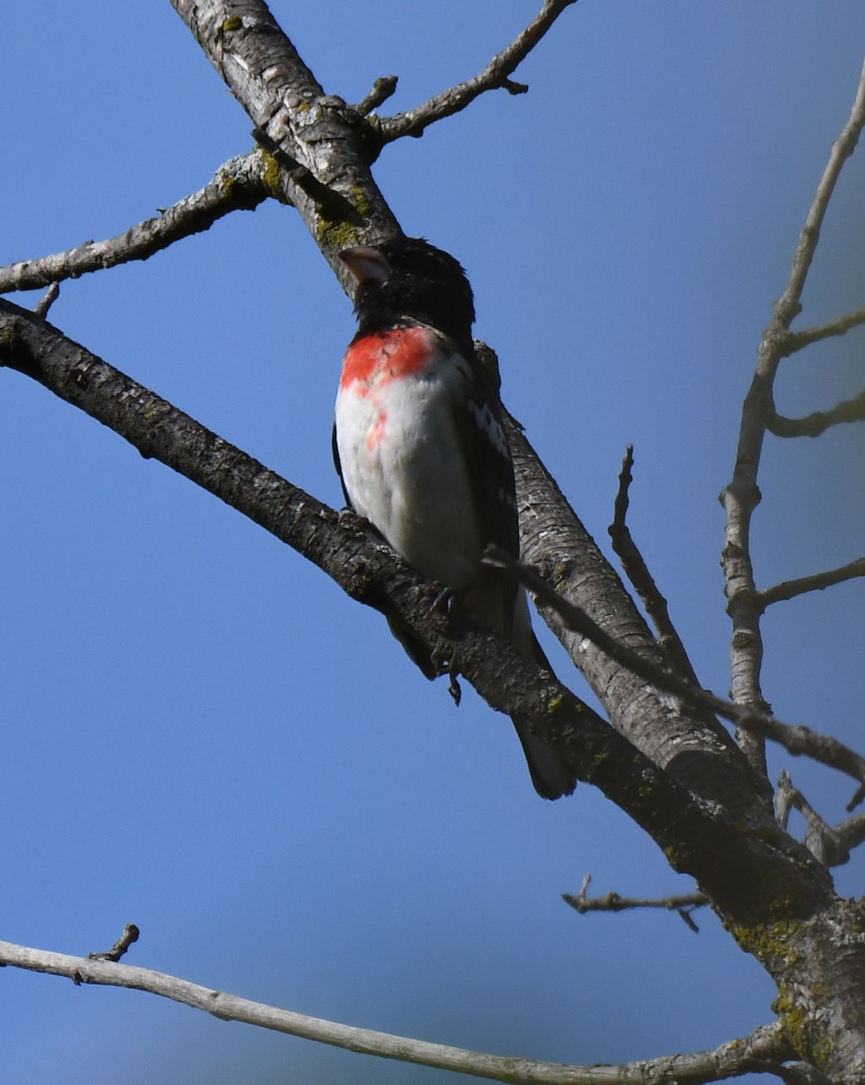 Rose-breasted Grosbeak - ML619709830