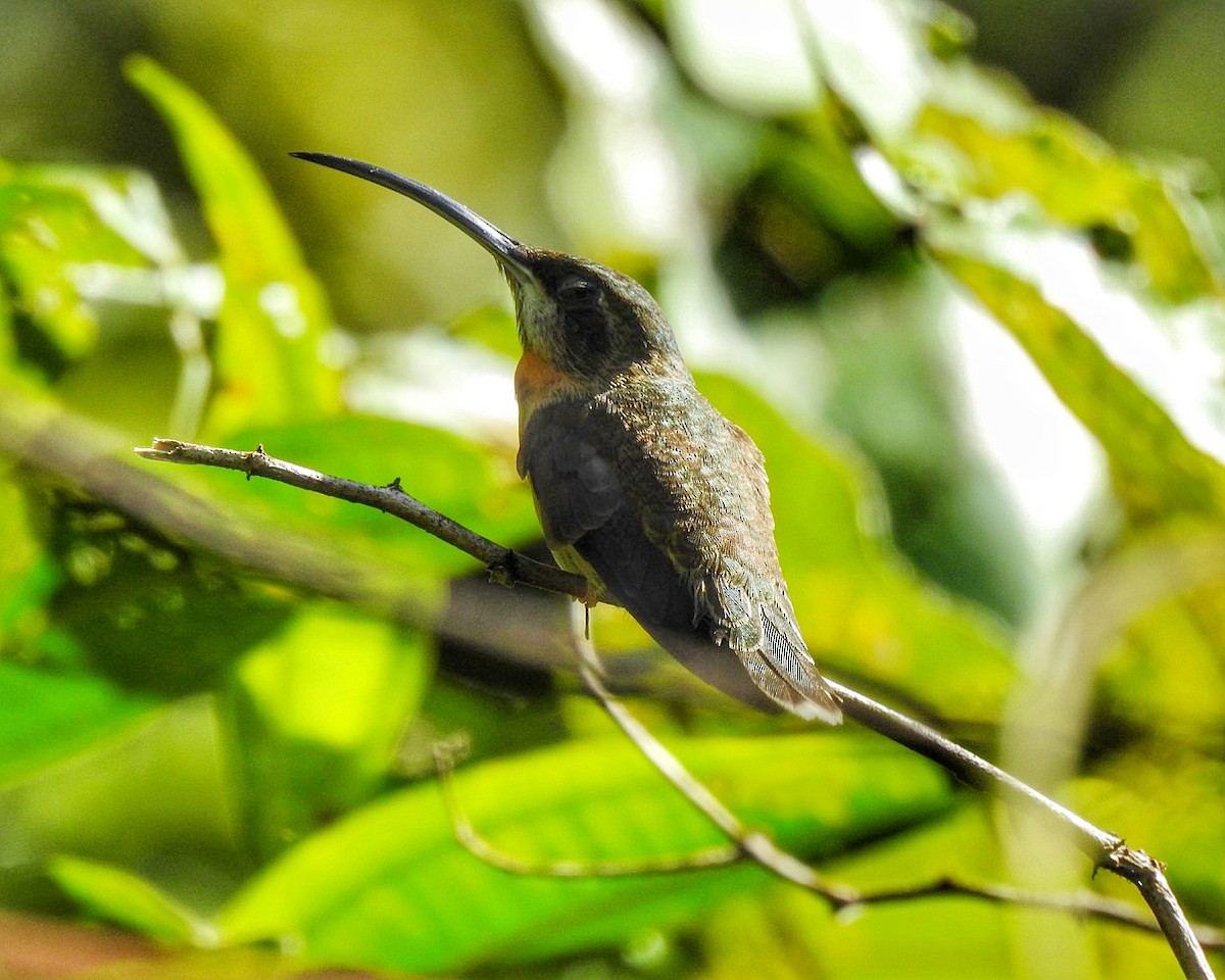 kolibřík světloocasý - ML619709831
