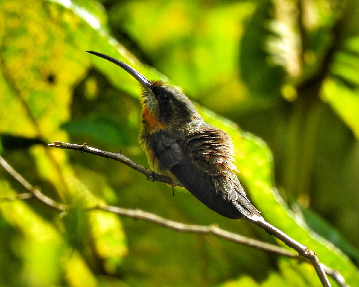 kolibřík světloocasý - ML619709832