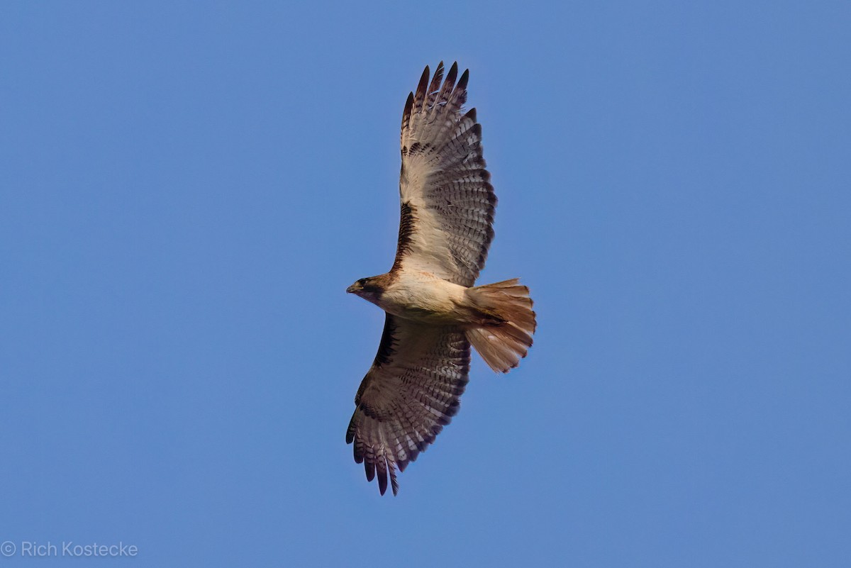 Red-tailed Hawk - ML619709842