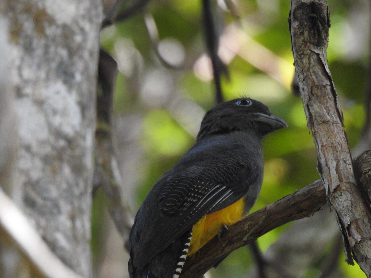 Trogon à queue blanche - ML619709844