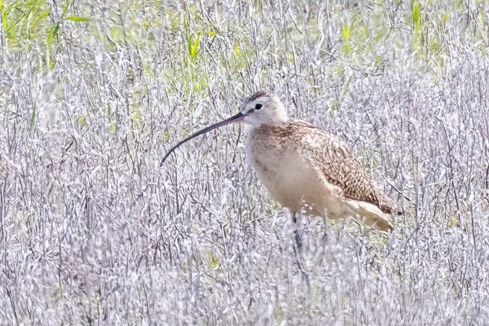 Long-billed Curlew - Alan Knowles