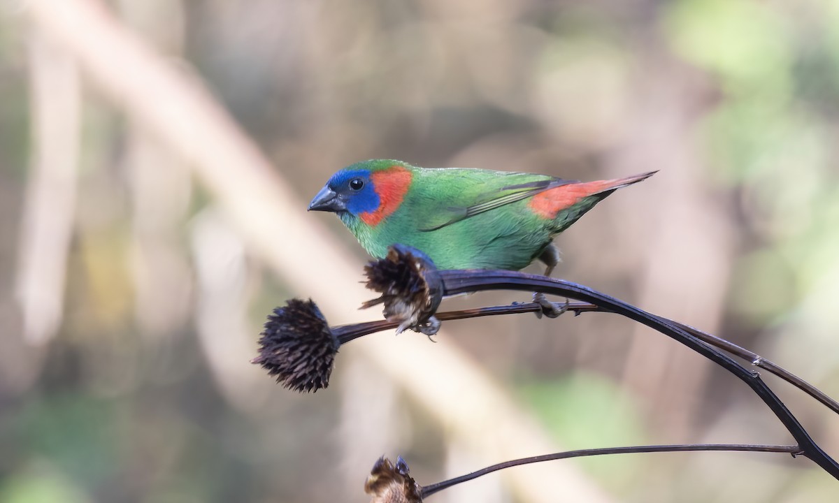 Red-eared Parrotfinch - ML619709872