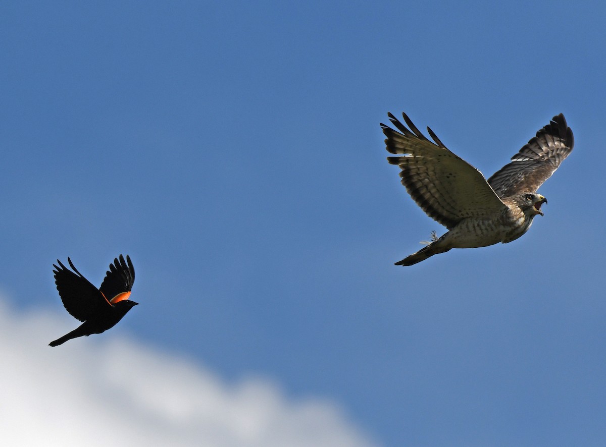 Broad-winged Hawk - ML619709875