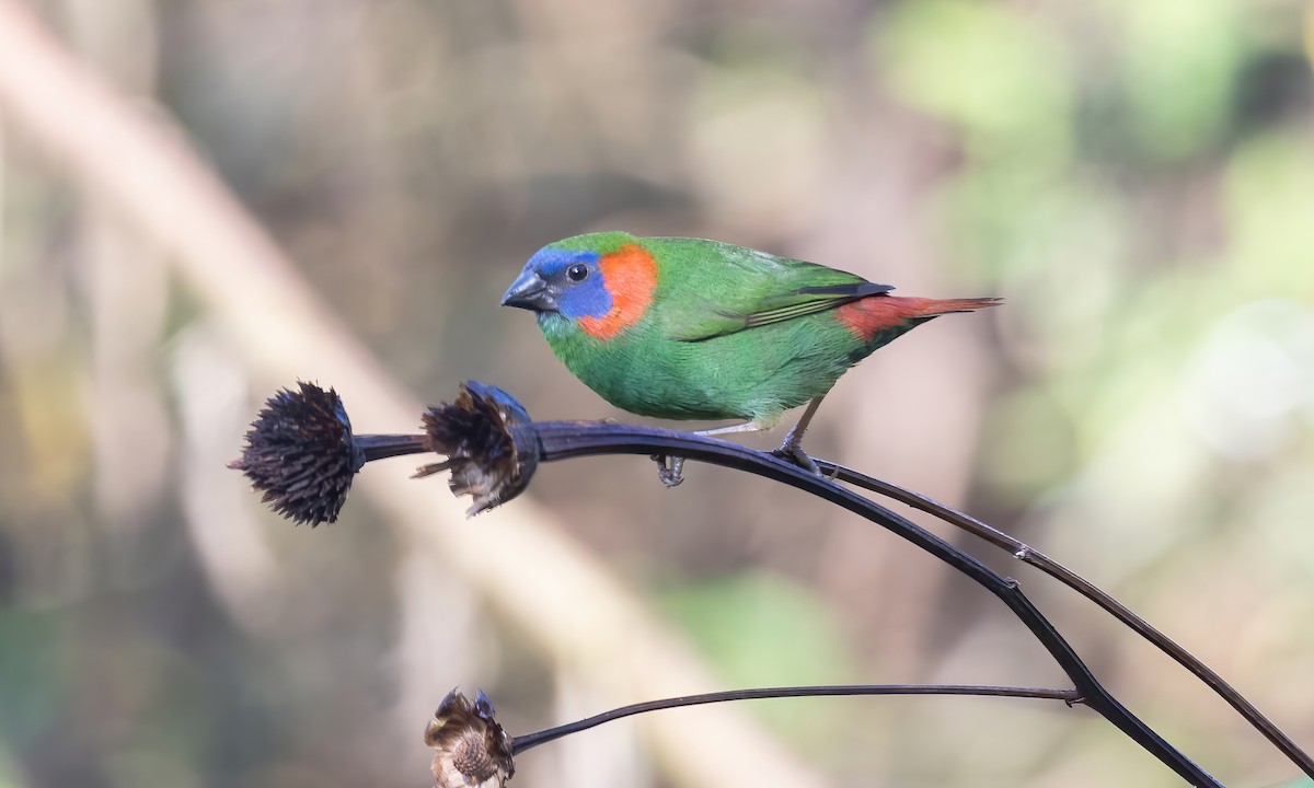 Red-eared Parrotfinch - ML619709876