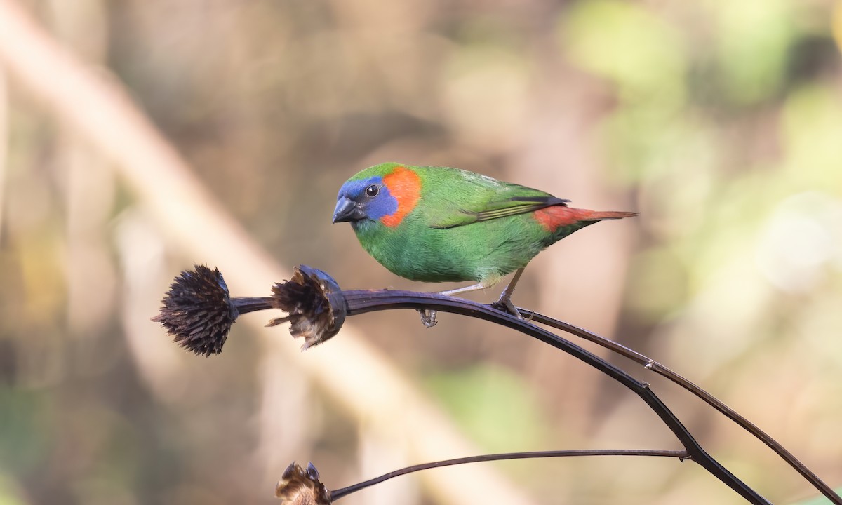 Red-eared Parrotfinch - ML619709878