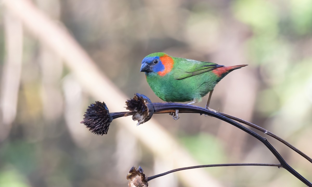 Red-eared Parrotfinch - ML619709879