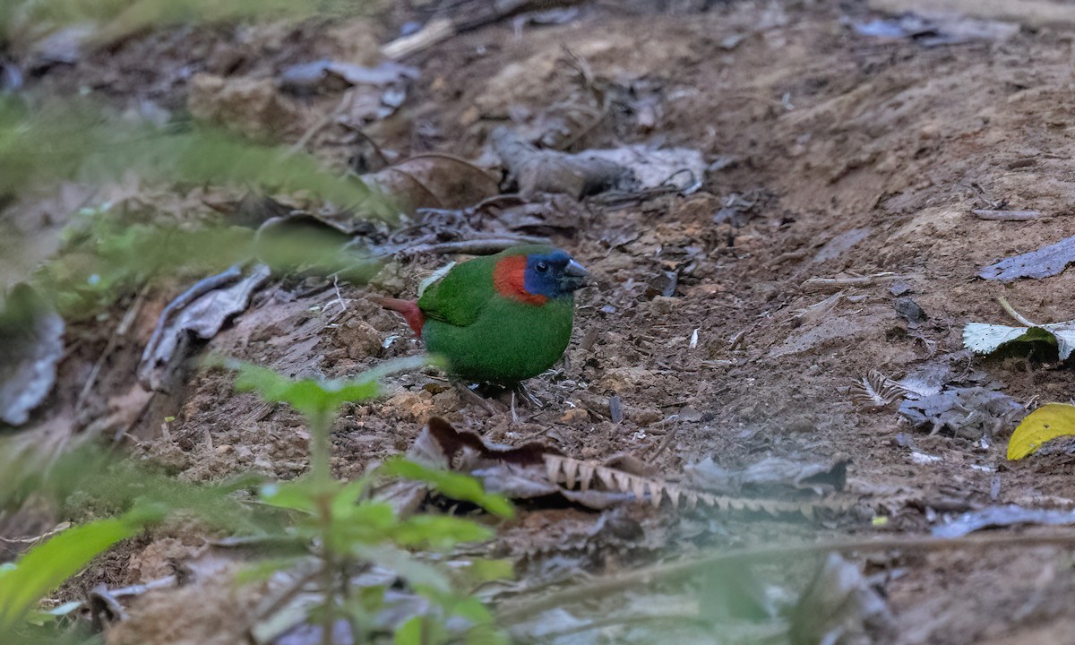 Red-eared Parrotfinch - ML619709881