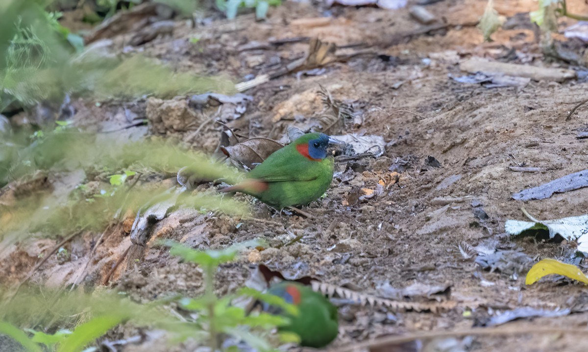 Red-eared Parrotfinch - ML619709882