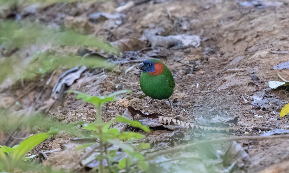 Red-eared Parrotfinch - ML619709884