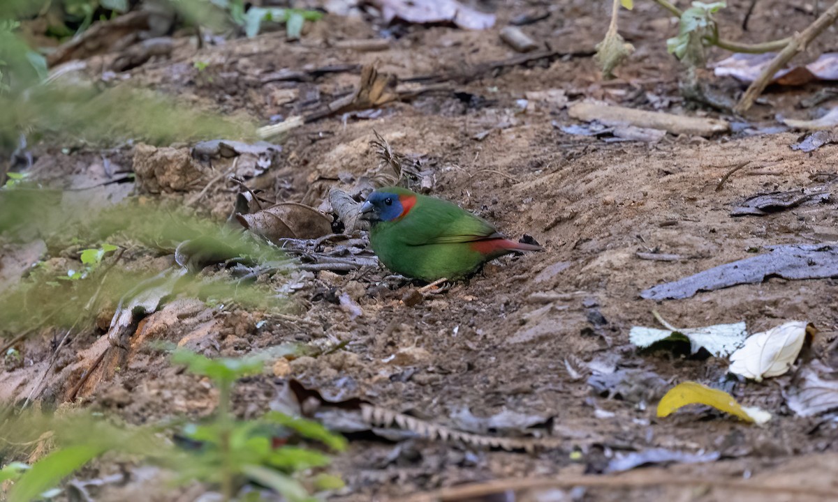 Red-eared Parrotfinch - ML619709885