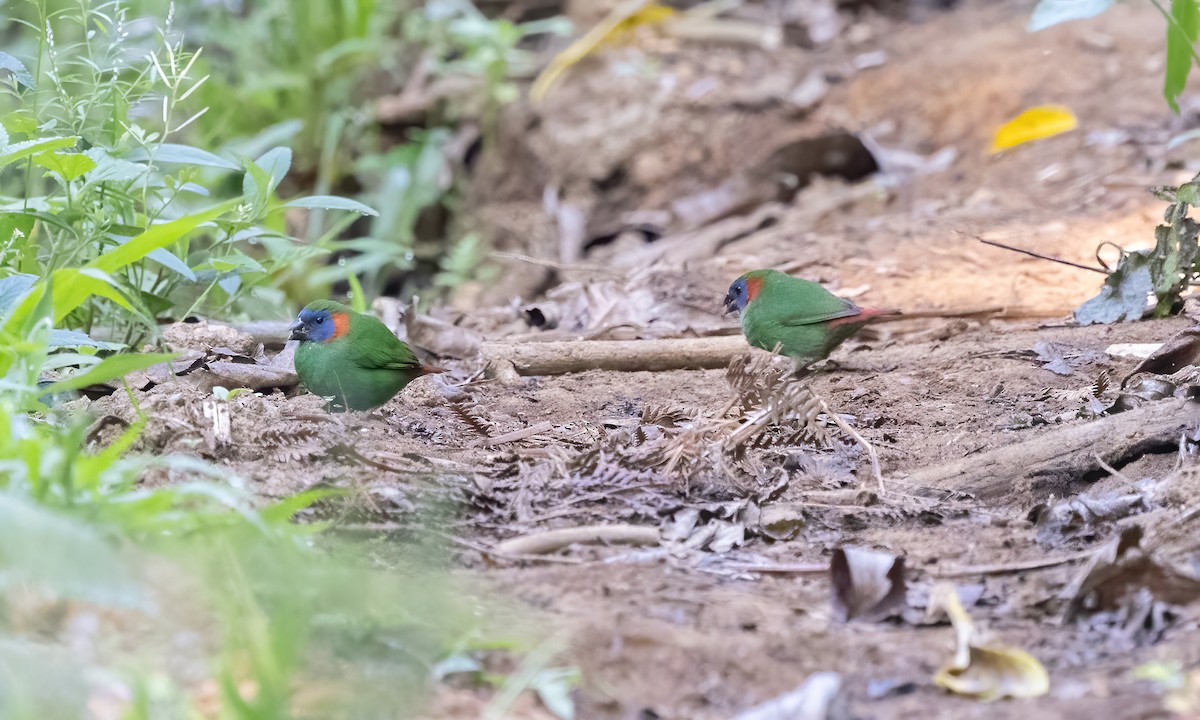 Red-eared Parrotfinch - ML619709889