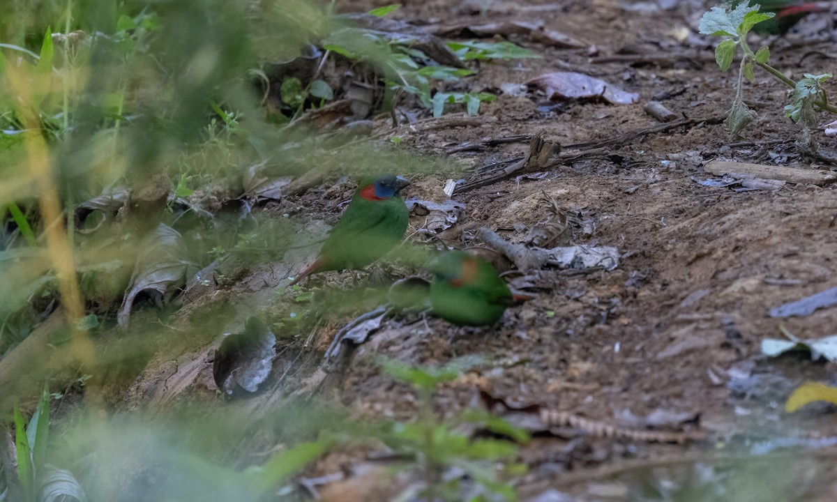 Red-eared Parrotfinch - ML619709890