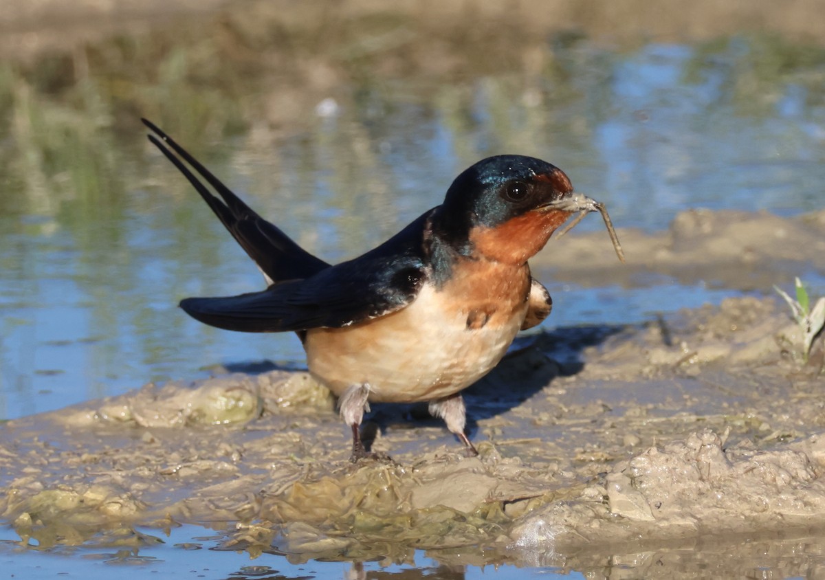 Golondrina Común - ML619709907