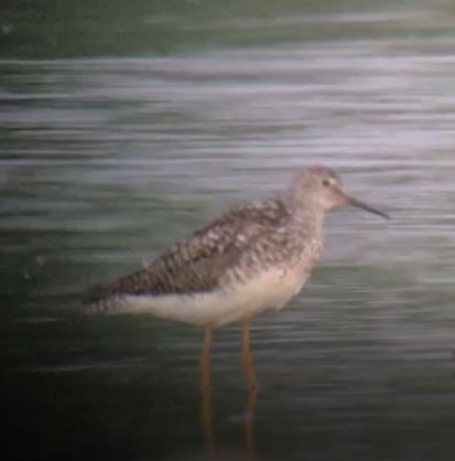 Lesser Yellowlegs - Brad Jacobs