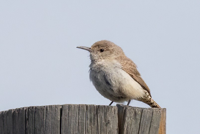 Rock Wren - ML619709910