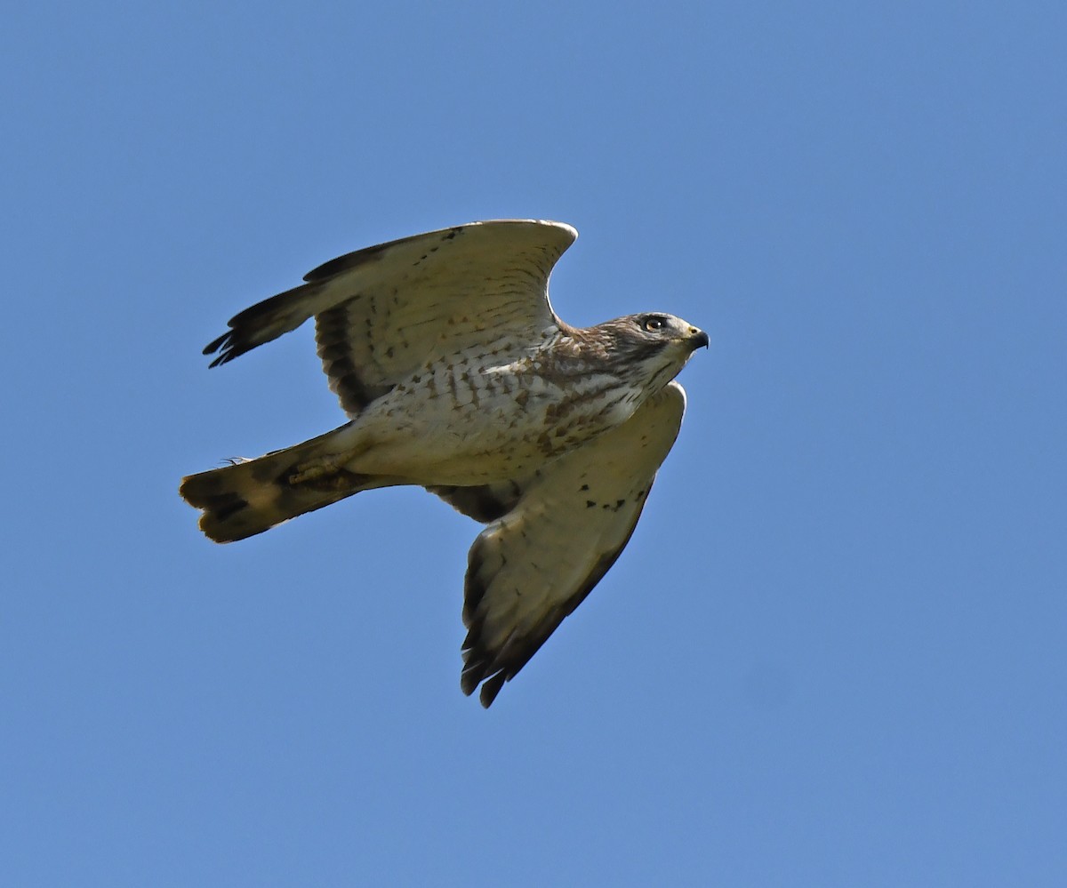 Broad-winged Hawk - ML619709911