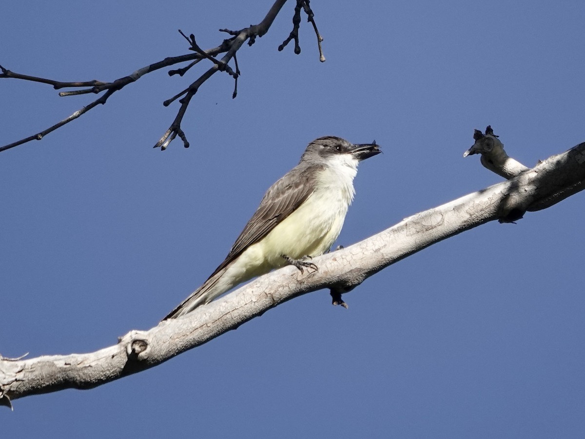 Thick-billed Kingbird - ML619709913