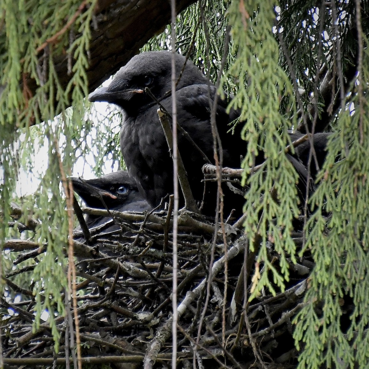 American Crow - ML619709915