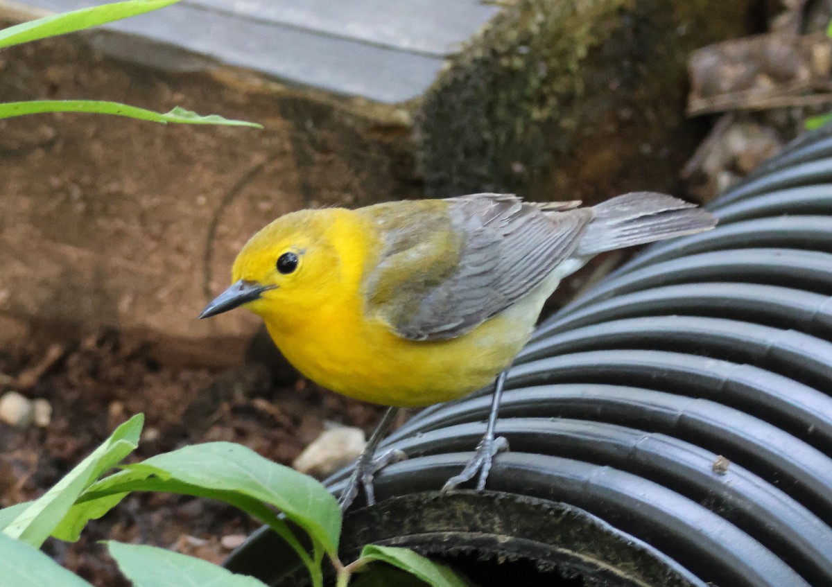 Prothonotary Warbler - Mark  Brown