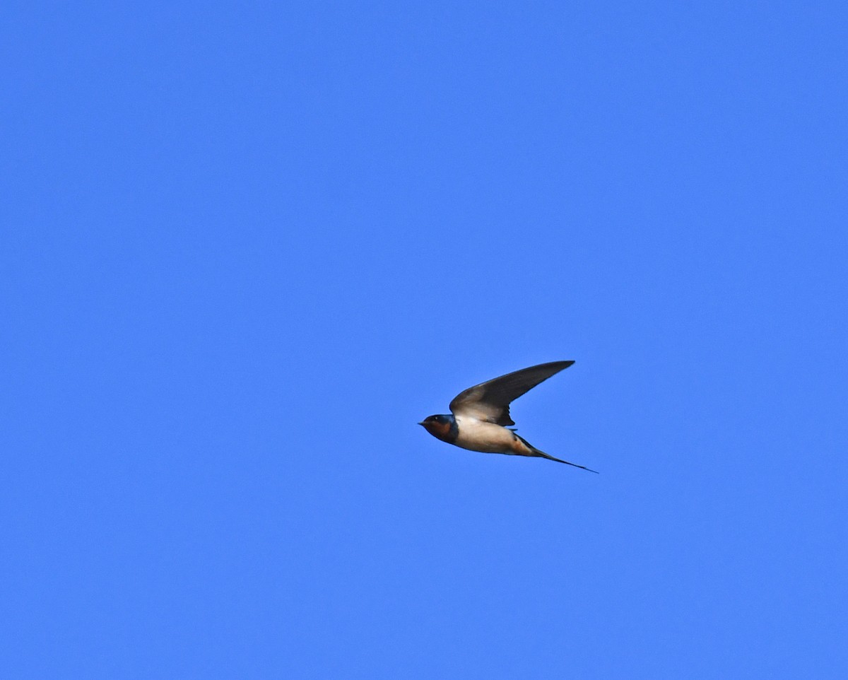 Barn Swallow - Carl Ebeling