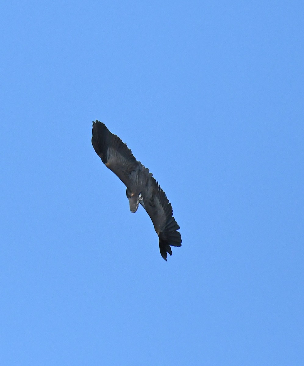 Great Blue Heron - ML619709947