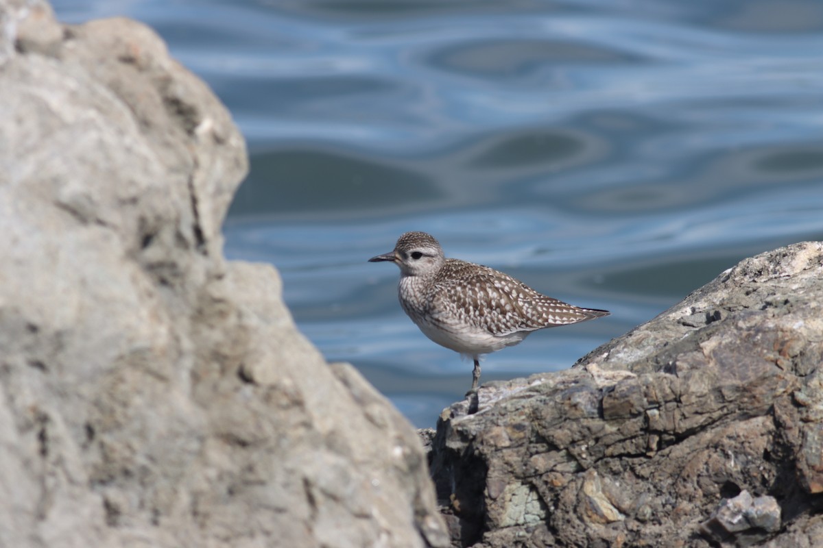 Black-bellied Plover - ML619709952