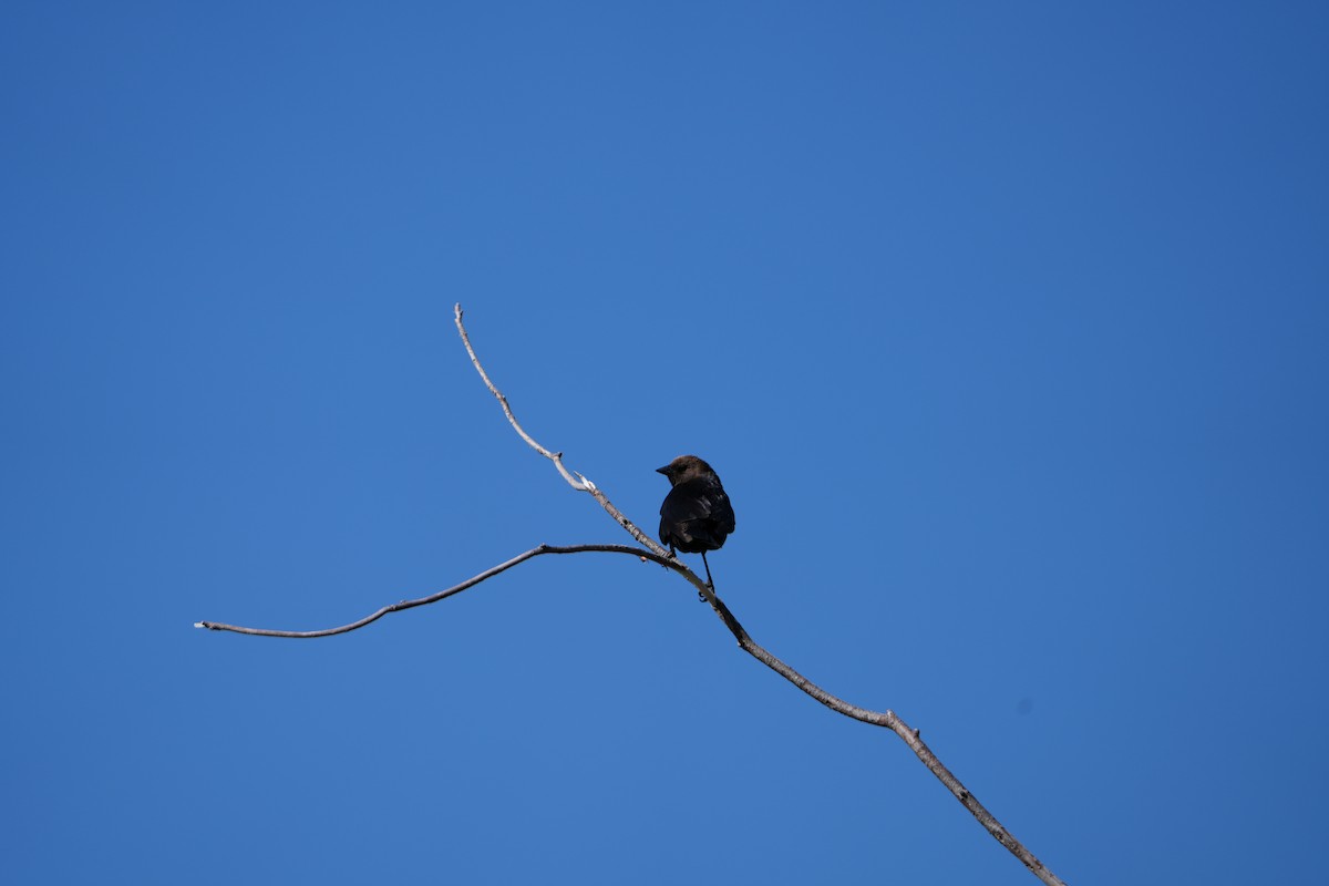 Brown-headed Cowbird - ML619709966