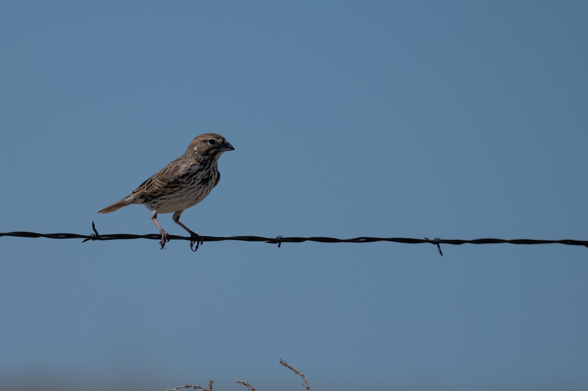 Lark Bunting - ML619709983