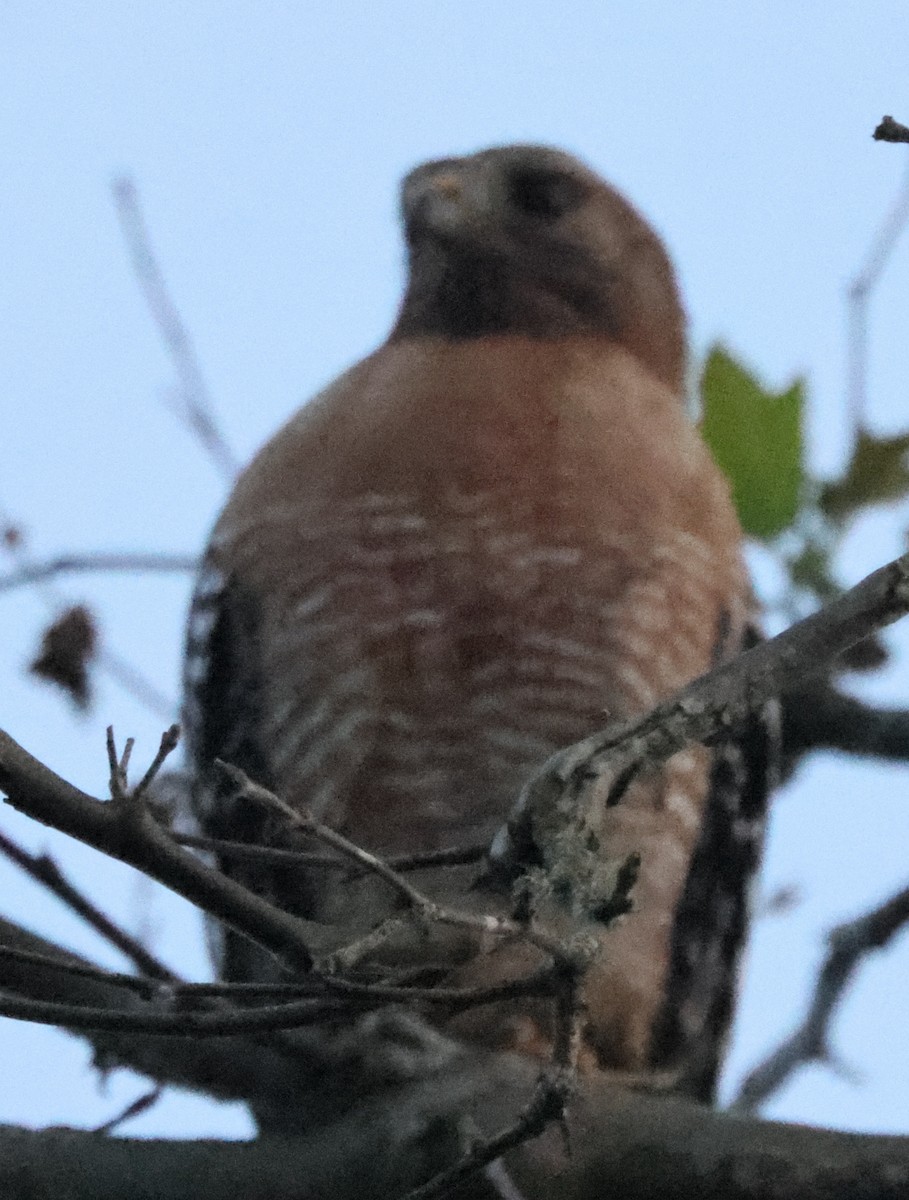 Red-shouldered Hawk - ML619709990