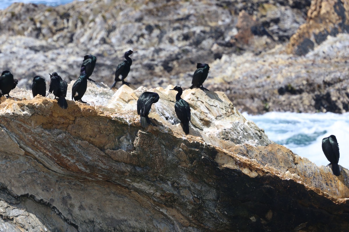 Cormorán Pelágico - ML619709993