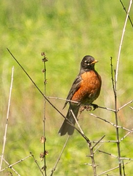 American Robin - ML619710013