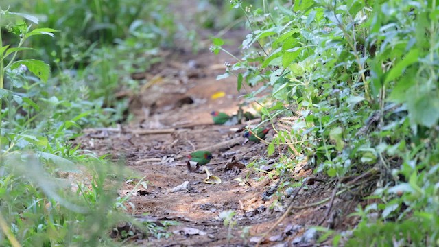 Red-eared Parrotfinch - ML619710053