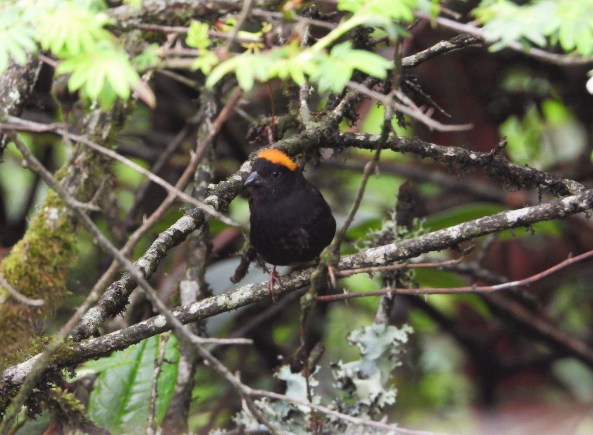 Gold-naped Finch - ML619710062