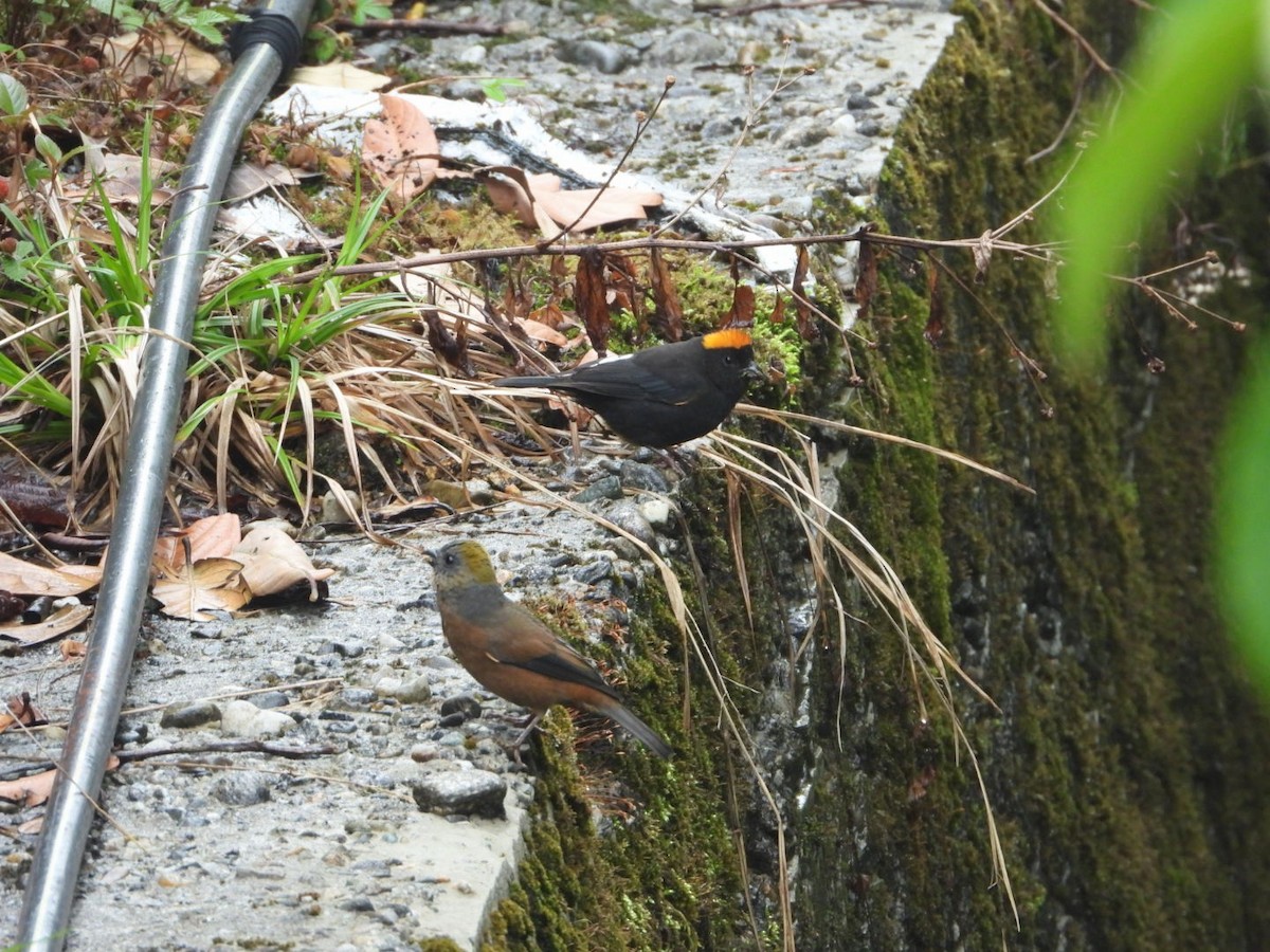 Gold-naped Finch - ML619710063