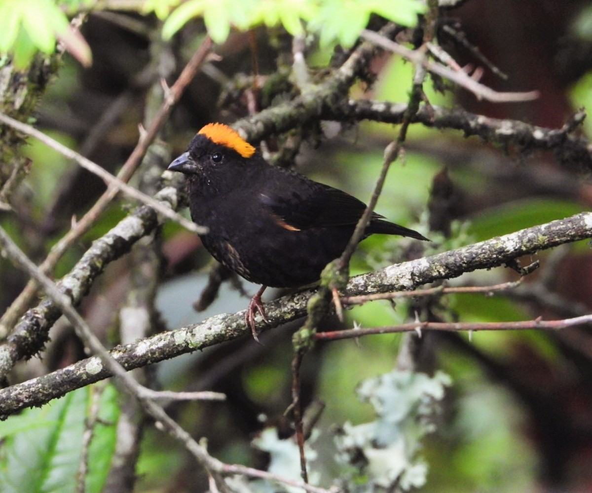 Gold-naped Finch - ML619710067