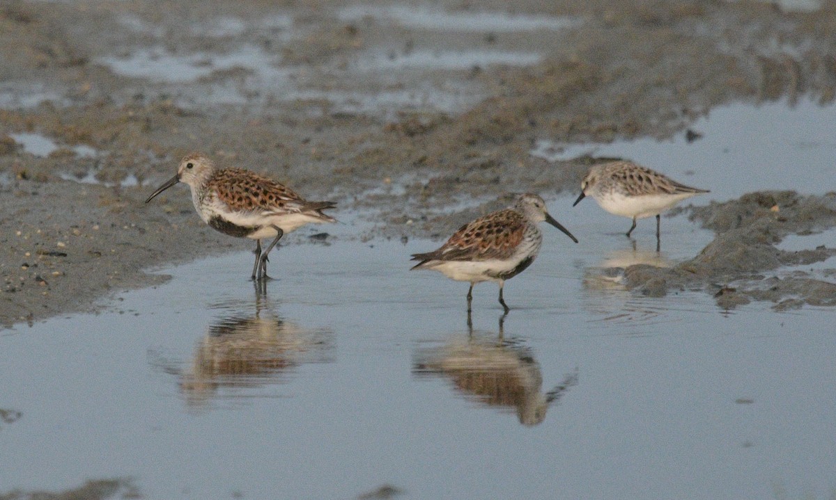 Dunlin - ML619710078